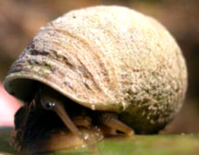 Edible Periwinkle Periwinkle - good eatin'!