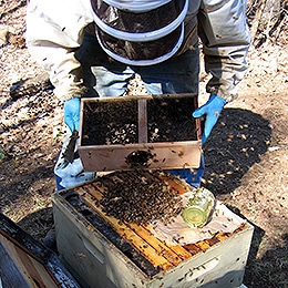bees bees